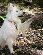 157 Fotochallege- Gib mir Deine Pfote und ich schenke Dir mein Herz-Beitrag-Bild