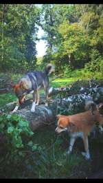 Hundeauslaufgebiet-Hohenhorster Heide-Bild