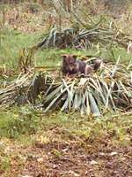 Hundeauslaufgebiet-Hohenhorster Heide-Bild