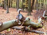 Hundeauslaufgebiet-Hohenhorster Heide-Bild