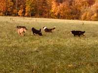 Hundeauslaufgebiet-Hohenhorster Heide-Bild