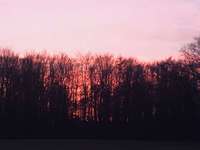 Hundeauslaufgebiet-Hohenhorster Heide-Bild