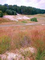 Hundeauslaufgebiet-Neugraben-Bild