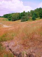 Hundeauslaufgebiet-Neugraben-Bild