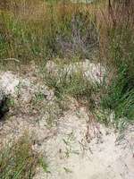 Hundeauslaufgebiet-Neugraben-Bild