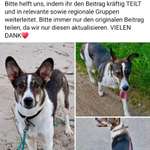 Suchmeldung-Flora Angsthund-Bild