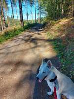 Hundeauslaufgebiet-Oberbach-Bild