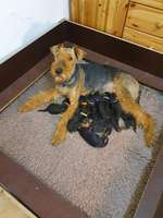 Gibt es noch andere Airedales?:)-Beitrag-Bild
