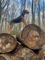 Gibt es noch andere Airedales?:)-Beitrag-Bild