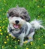 Erfahrungen mit Futter von "Schnauzenkumpel"?-Beitrag-Bild