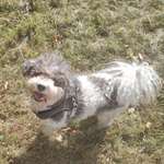 Wieviel Futter von Leckerlies abziehen ?-Beitrag-Bild