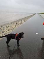 Pastor Mallorquin/Ca de Bestiar-Beitrag-Bild