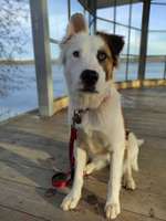 Hunde aus dem Tierschutz: Bulgarien-Beitrag-Bild