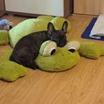 Ersteller:in Jule Profilbild