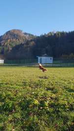 Hundeauslaufgebiet-Maulbeerbäume-Bild