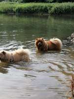 Hundeauslaufgebiet-Theodor-Heuss-Brücke-Bild