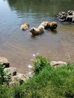 Hundeauslaufgebiet-Theodor-Heuss-Brücke-Bild