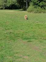 Hundeauslaufgebiet-Volkspark Marienberg-Bild