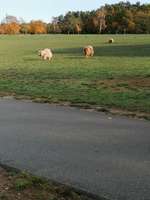 Hundeauslaufgebiet-Volkspark Marienberg-Bild