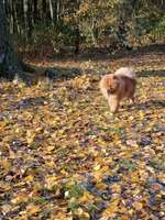 Hundeauslaufgebiet-Volkspark Marienberg-Bild