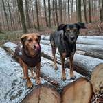 Ersteller:in Sophie Profilbild