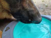 Hilfe mein hund hat das was an der schnauze-Beitrag-Bild