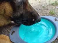 Hilfe mein hund hat das was an der schnauze-Beitrag-Bild