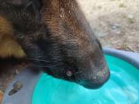 Hilfe mein hund hat das was an der schnauze-Beitrag-Bild