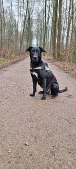 Hundeauslaufgebiet-Nossen Muldental mit Bastei-Bild