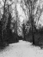 Hundeauslaufgebiet-Paunsdorfer Wäldchen-Bild