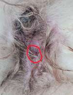 Wunde am After-Beitrag-Bild