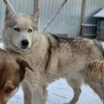 Schichtdienst & Ausbildung: Schafft das ein 4-jähriger Tierschutzhund?-Beitrag-Bild