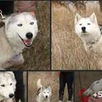 Schichtdienst & Ausbildung: Schafft das ein 4-jähriger Tierschutzhund?-Beitrag-Bild