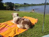 Hundeauslaufgebiet-Rottachsee/Bisseroy-Bild