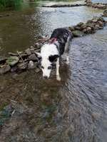 Hundeauslaufgebiet-Hundebade Strand-Bild