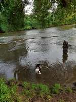 Hundeauslaufgebiet-Hundebade Strand-Bild