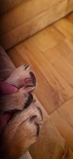 Verletzung am Pfotenballen-Beitrag-Bild