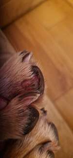 Verletzung am Pfotenballen-Beitrag-Bild