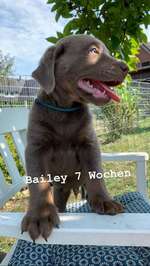 Belohnungssnack für Labrador-Welpe-Beitrag-Bild