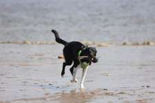 Hundeauslaufgebiet-Oberhammelwarden-Bild