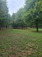 Hundeauslaufgebiet-Reininghaus-Bild