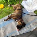 Hundekommikation-Beitrag-Bild