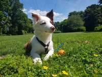 Hundeauslaufgebiet-Westparkwiese-Bild