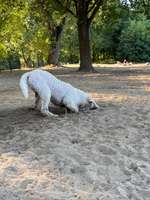 Hundeauslaufgebiet-Silbersee-Bild