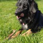 Reaktive Hundebegnungen: Mein Hund bellt sofort los - aggressiv auf andere Hunde aus Angst?-Beitrag-Bild