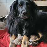 Reaktive Hundebegnungen: Mein Hund bellt sofort los - aggressiv auf andere Hunde aus Angst?-Beitrag-Bild