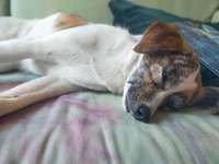 Ausbildung zum Service Dog gesucht in BERLIN-Beitrag-Bild