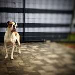 Suchmeldung-Champ-Bild