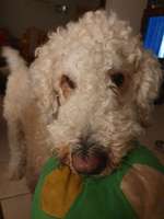 Goldendoodle-Beitrag-Bild