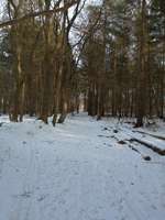 Hundeauslaufgebiet-Rüsterbarg-Bild